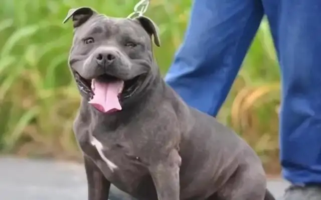 A male foster dog doesn't pay for it