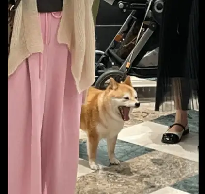 The girl went shopping with a puppy and tried to get a picture of what she owed