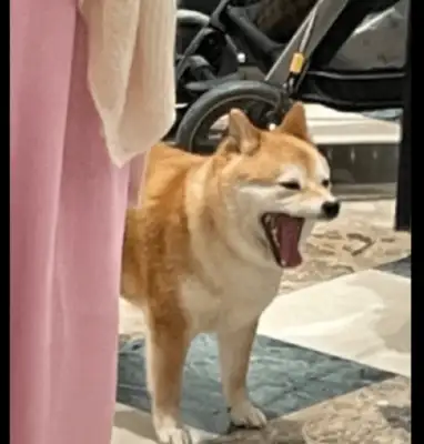 The girl went shopping with a puppy and tried to get a picture of what she owed