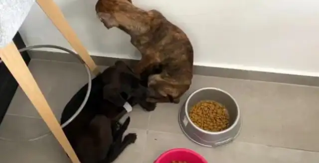 Skinny stray dogs, who look at human reactions and don't dare eat when they're rescued