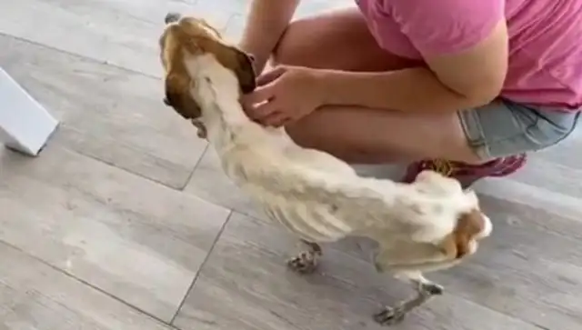 Skinny stray dogs, who look at human reactions and don't dare eat when they're rescued