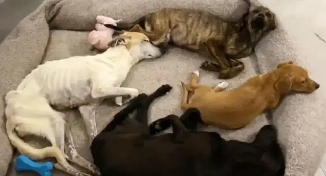 Skinny stray dogs, who look at human reactions and don't dare eat when they're rescued