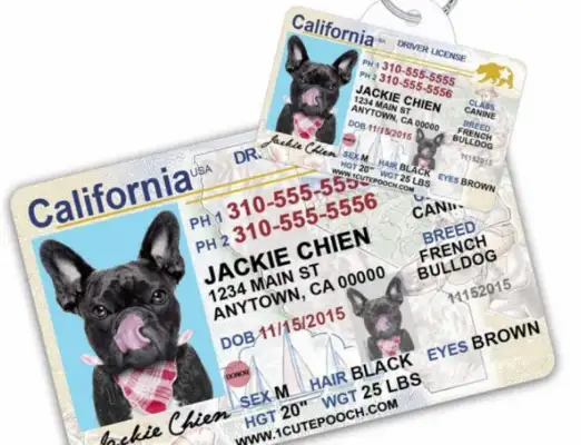 The British police will build the world's first dog gene pool to address the surge in dog theft during the epidemic