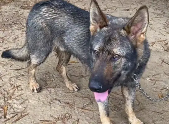 The more strange the farmer buys a stray dog for 200, the more strange it gets, and the more people want to buy 20,000. It's..