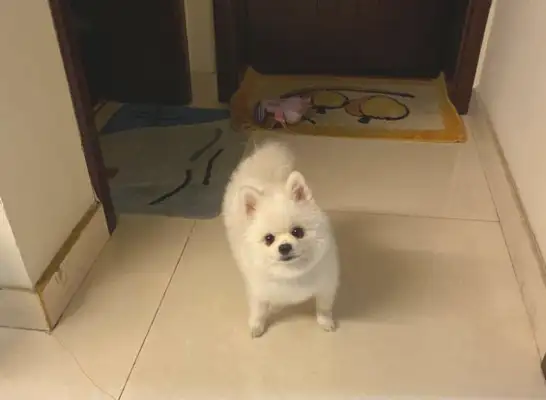 Bommy's got a way to pick out a guy who's upset, dog: I'm having fun