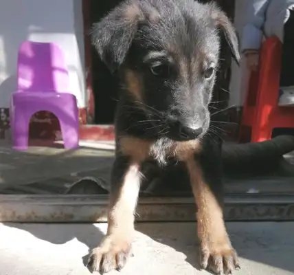 The doggies aren't seen as little doggies by their masters, and they're kicked home. See