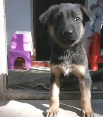 The doggies aren't seen as little doggies by their masters, and they're kicked home. See