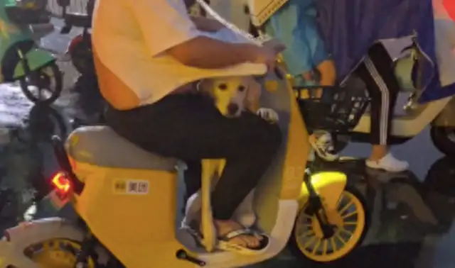 It's raining for a boy to ride with a dog, and it's tearing his clothes apart