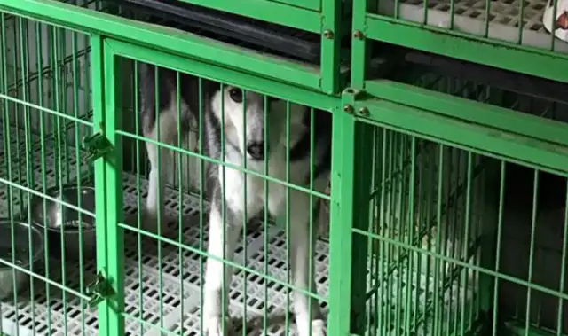 A 12-year-old dog who doesn't cough and is hated! Not everyone loves their dog like a master