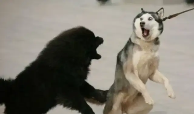 In Liang, you can't have a dog without being civilized