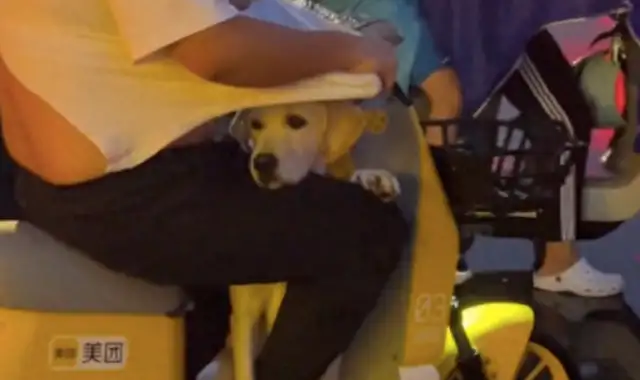 It's raining for a boy to ride with a dog, and it's tearing his clothes apart