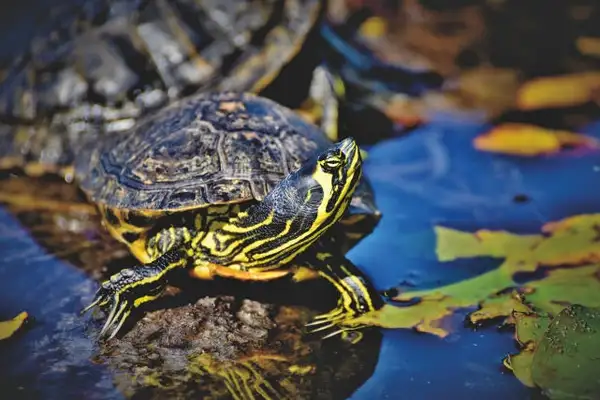 Home treatment programme for the ache of turtle ears