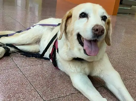16-year-old Labrador has a nervous and joint degenerative state and saw the dog go to the toilet with tears