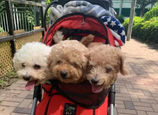 A 12-year-old dog who doesn't cough and is hated! Not everyone loves their dog like a master