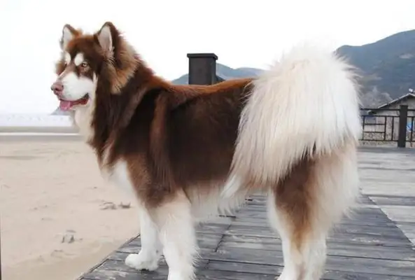 When the dog grew up, he couldn't recognize it