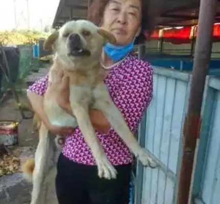 "Can I survive this winter with hundreds of dogs?"