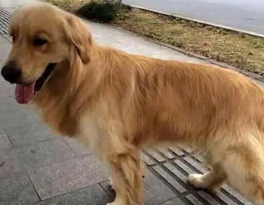 The master took the exams and gave the dog to the country grandma