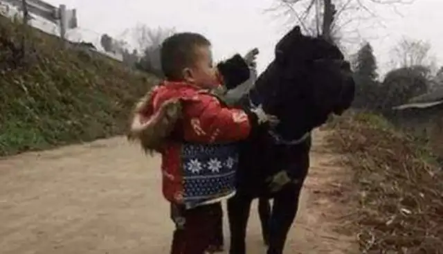 The baby's pulling the dog home, and the next second, the baby's doing it to make the situation so warm