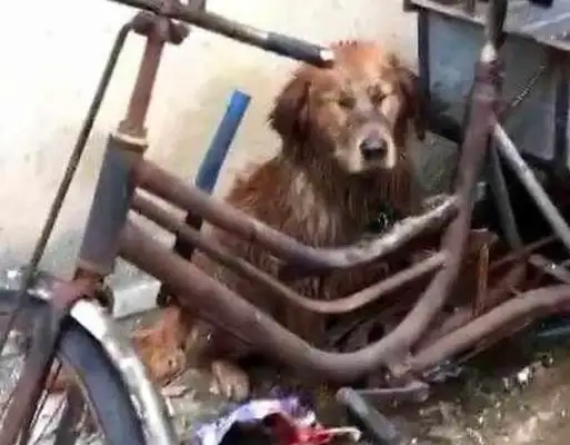 The master took the exams and gave the dog to the country grandma