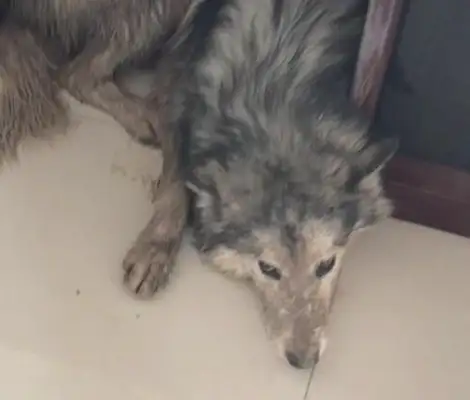 Dogs go out to the water pits, run home and get yelled at by their masters