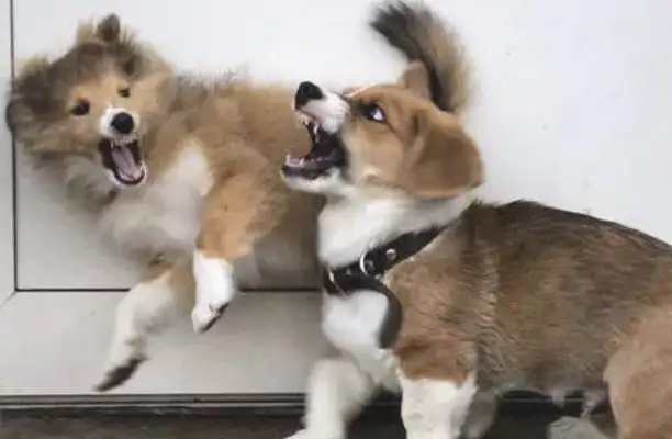 Corky went to scream at the other dogs, and after a lesson, his eyes laughed.