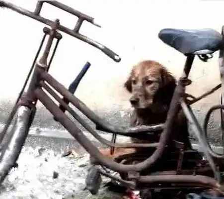 The master took the exams and gave the dog to the country grandma