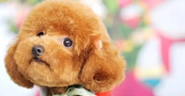 The woman found a stray dog, shaved her hair, and cried with fleas on her dog