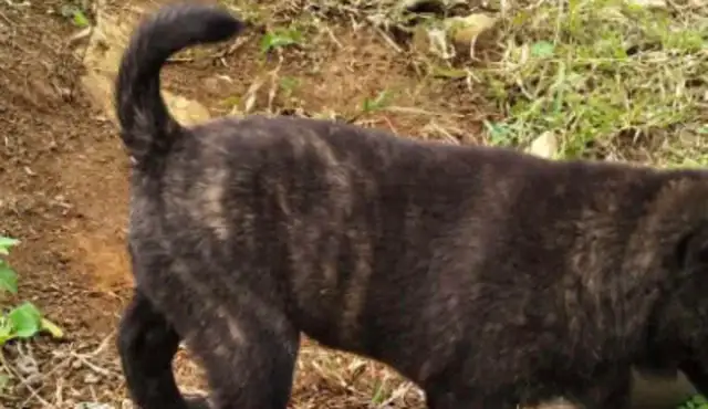 I found a little stray dog, and the neighbor looked straight in the eye: The dog had a big head