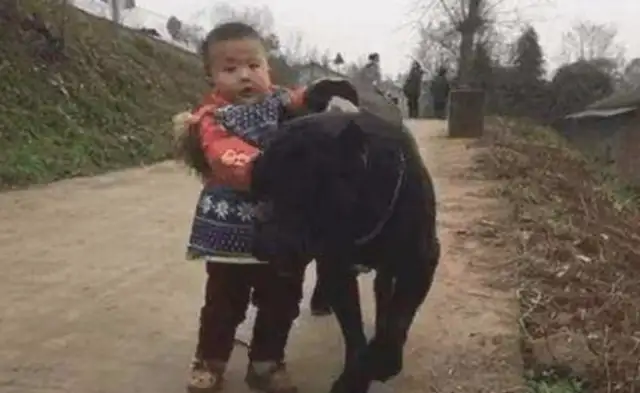 The baby's pulling the dog home, and the next second, the baby's doing it to make the situation so warm