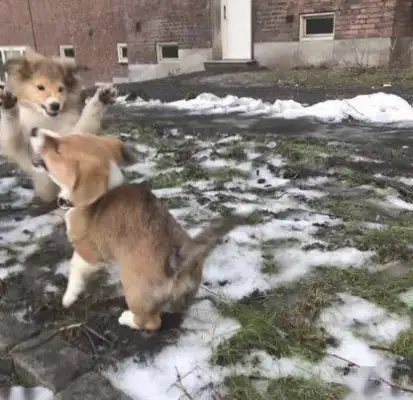 Corky went to scream at the other dogs, and after a lesson, his eyes laughed.