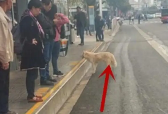 The bus signs found a dog, who used to wait here and get to know the truth and feel bad for him