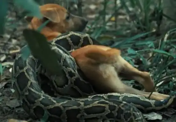 The little boy took the dog up the hill and suddenly the dog got caught up in a snake