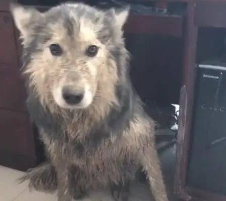 Dogs go out to the water pits, run home and get yelled at by their masters