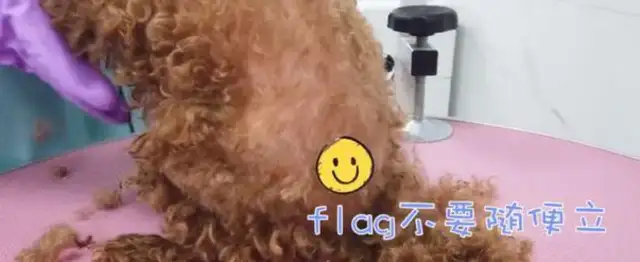 The woman found a stray dog, shaved her hair, and cried with fleas on her dog