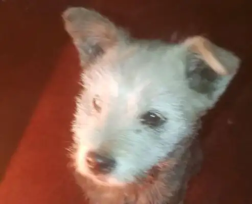 Seeing stray dogs on the road, the passers-bys are trying to get away