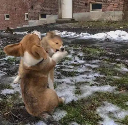 Corky went to scream at the other dogs, and after a lesson, his eyes laughed.