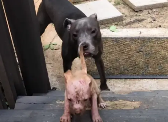 The sick puppy is ignored by the master, he doesn't believe in people, but he's cured by his sick little partner