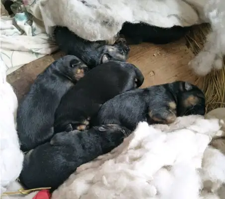 Dejima just had a puppy. The husband's little face wasn't right