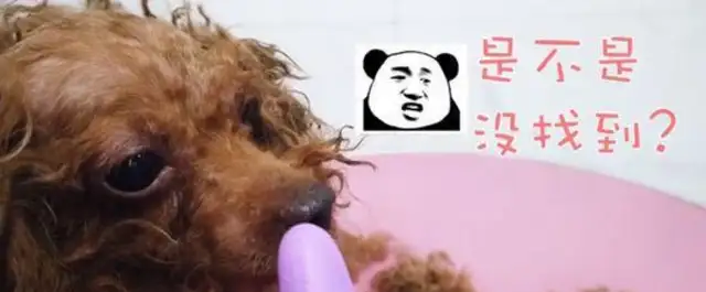 The woman found a stray dog, shaved her hair, and cried with fleas on her dog