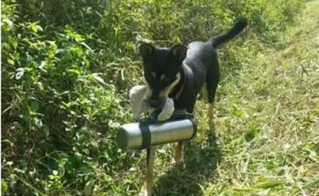 When the super loyal dog hears the lawn mower stop, bring the tea