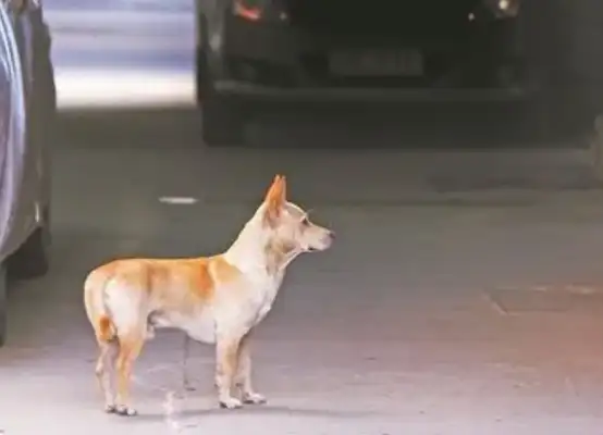 A woman walks without a leash, the dog is crushed by a car, and a woman starts crying: Mom, please, you can't die