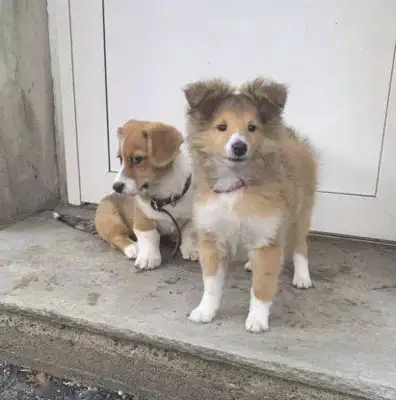 Corky went to scream at the other dogs, and after a lesson, his eyes laughed.