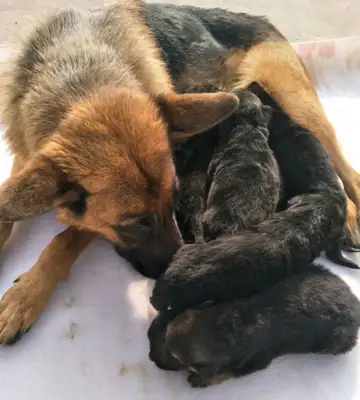 Dejima just had a puppy. The husband's little face wasn't right
