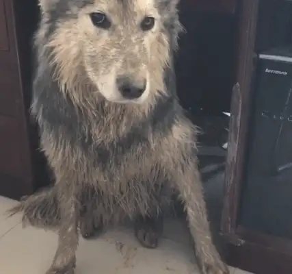 Dogs go out to the water pits, run home and get yelled at by their masters