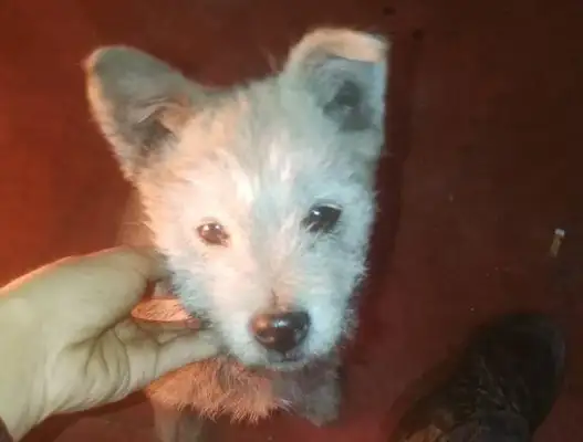 Seeing stray dogs on the road, the passers-bys are trying to get away