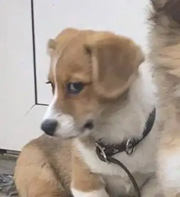 Corky went to scream at the other dogs, and after a lesson, his eyes laughed.