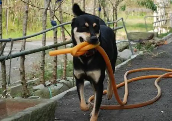 When the super loyal dog hears the lawn mower stop, bring the tea