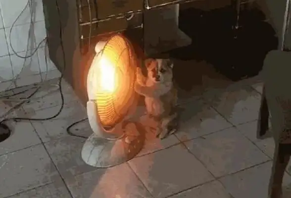 The dog is cold, warm in front of the heater, and the dog's position makes people laugh..