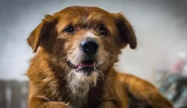 Legislation to protect stray cats and dogs? Government funds are not endless. Abandonment is worse than abuse