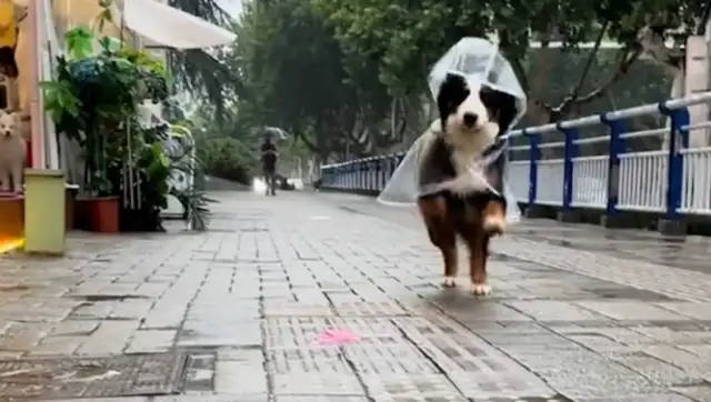 A woman can't find a place in a doghouse. The boss sent the shopkeeper to pick her up